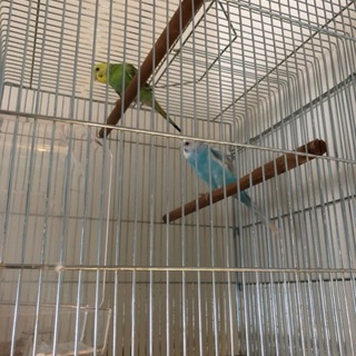 セキセイインコ二羽
