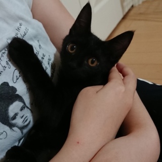 会社の倉庫で弱っていた子猫を保護しました 