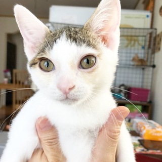 とても懐っこい3ヶ月半の白きじくん