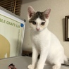 とても懐っこい3ヶ月半の白きじくん サムネイル2
