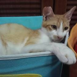 「里親会に不参加です、、、」サムネイル1