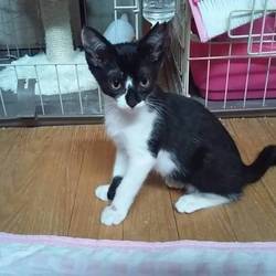 「里親会に不参加です、、、」サムネイル2