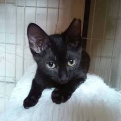 「里親会に不参加です、、、」サムネイル3