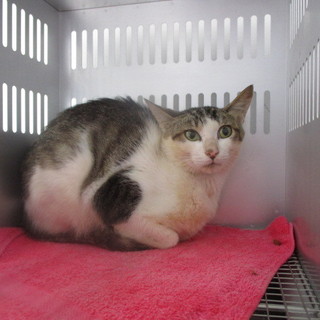 処分対象になる子です！収容期限8/2朝