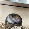 大福おせんべい