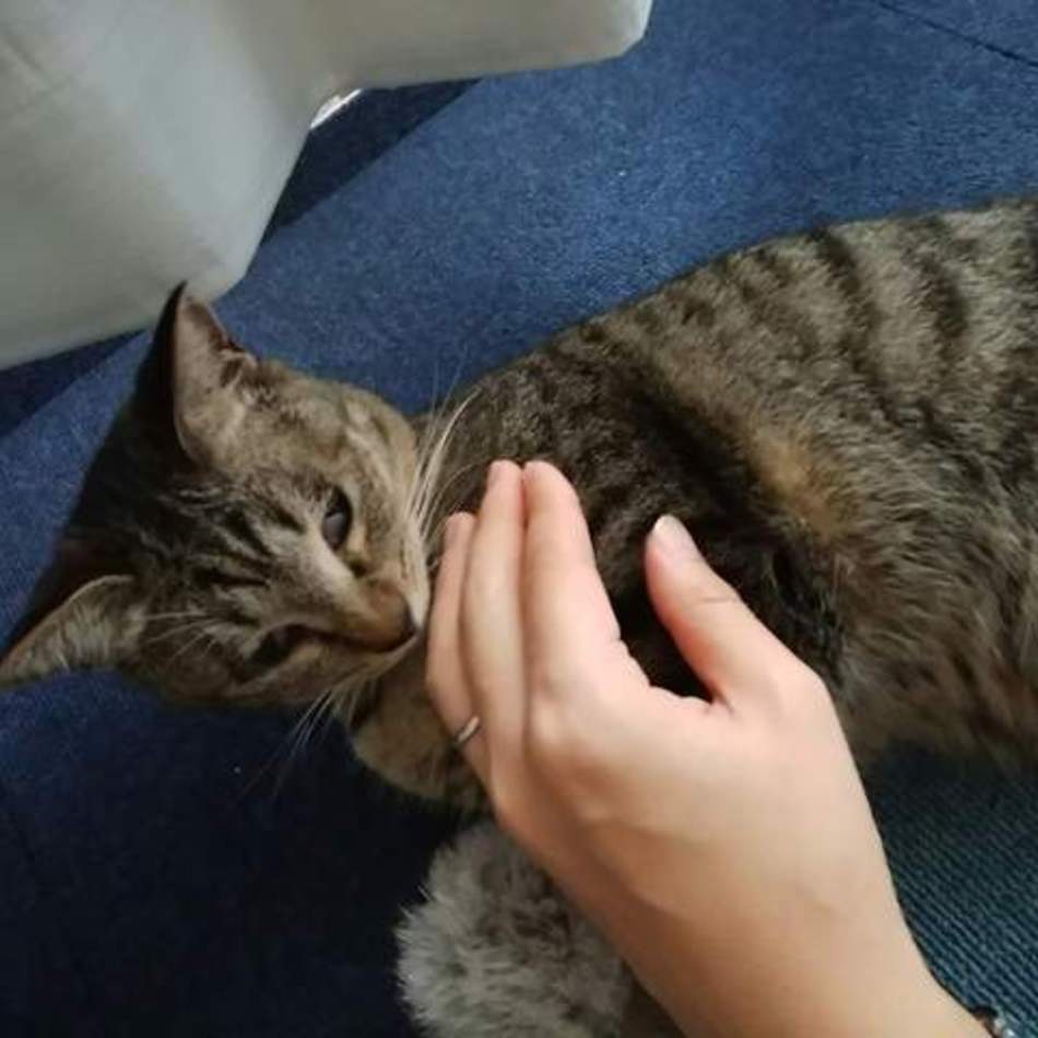 ゆめかのカバー写真