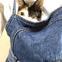 きなこ