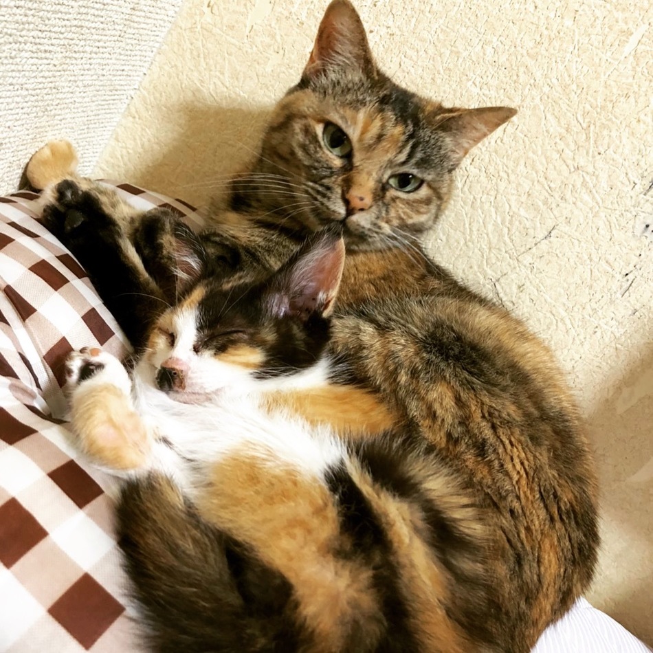 きなこのカバー写真