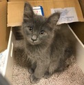 モフモフ子猫ブルー&サビ 