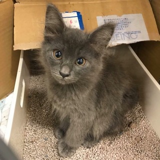 モフモフ子猫ブルー&サビ 