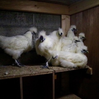 1歳の烏骨鶏です。雄が7羽、雌が4羽