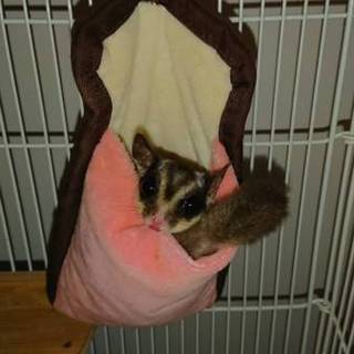 モモンガ里親さん募集します