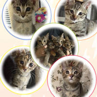 仔猫4匹⭐️里親募集