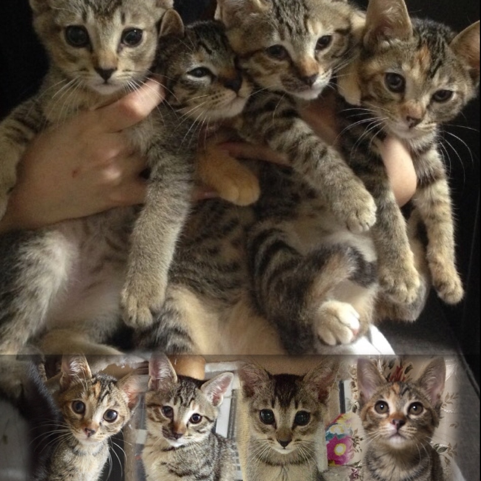 仔猫4匹⭐️里親募集のカバー写真