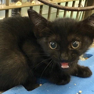 ひとりぼっちの真っ黒仔猫ちゃん