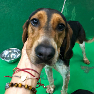 里親様決定しました✨✨ありがとうございます