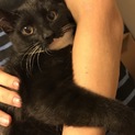 【急募】新しい家族として迎えてあげて下さい