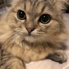 もこ