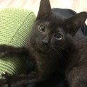 生後3ヶ月の美人子猫！