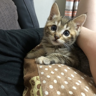 2ヶ月のかわいい子猫