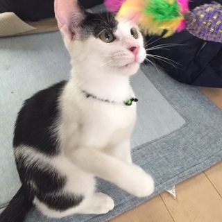 日本柄のたっくん