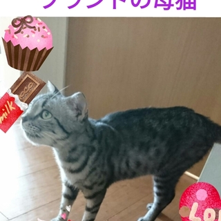 スコティッシュのブランド母猫