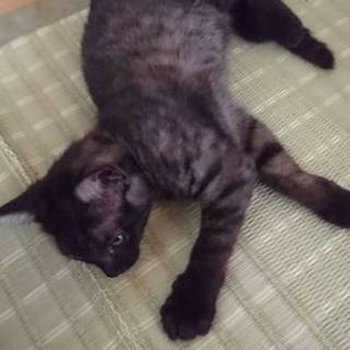 スコティッシュの黒メス３ヶ月