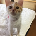 ハチワレ♂、三毛♀2ヶ月兄弟