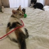 ハチワレ♂、三毛♀2ヶ月兄弟 サムネイル3
