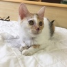 ハチワレ♂、三毛♀2ヶ月兄弟 サムネイル5