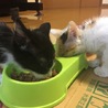 ハチワレ♂、三毛♀2ヶ月兄弟 サムネイル6