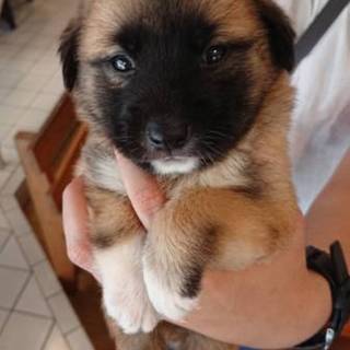 【保健所引き出し】かわいい子犬です❣️