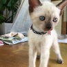 6月16日生まれのシャムMIXくん サムネイル3
