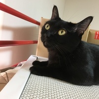 クロ