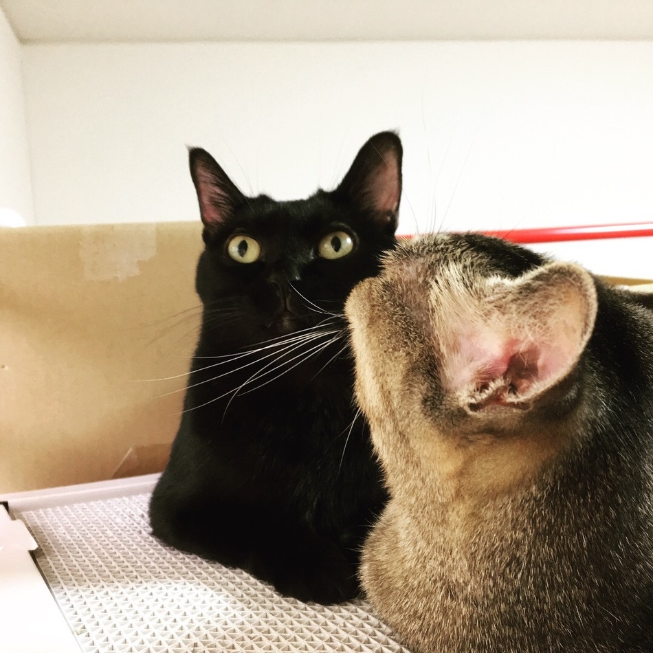 クロのカバー写真