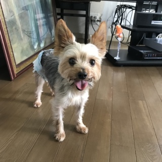 ヨーキーの女の子しぃちゃん