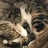 ピーちゃ