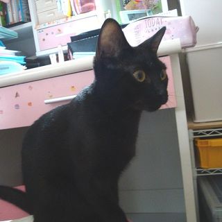 甘えん坊な足長マンチカン♀