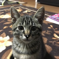 ヤスダ トト