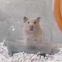 ゴールデンハムスターの里親募集