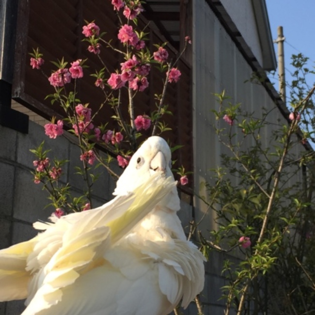 恵美ピョンのカバー写真
