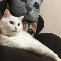 ハク