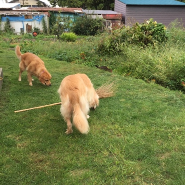 Yama goldenのカバー写真