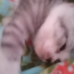 「あぢー」サムネイル2