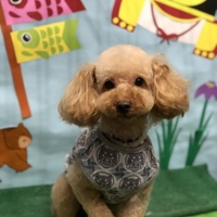 翼