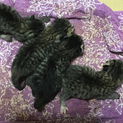 7月26日誕生 子猫