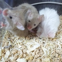 ビビ&サテン&シルク