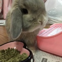 うさぎ