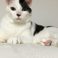 レオ