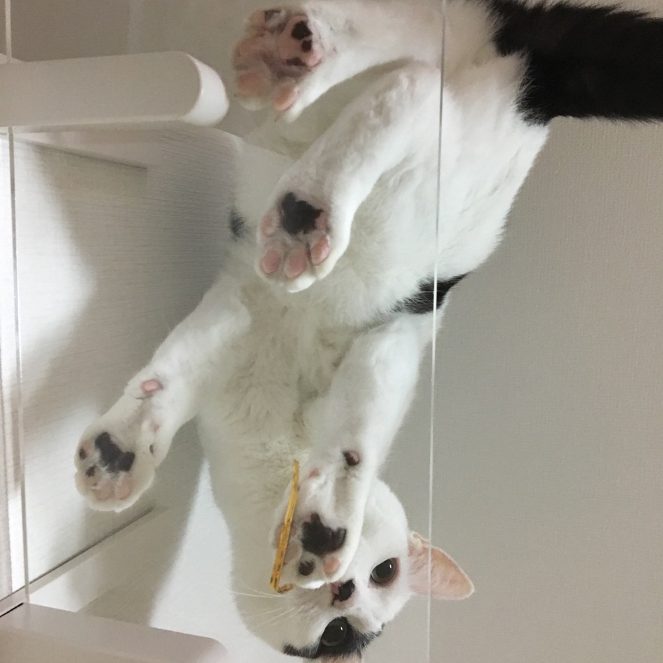 レオのカバー写真